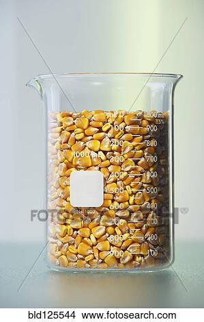 Corn kernels in beaker View Large Photo Image Picture - Corn kernels in beaker. Fotosearch