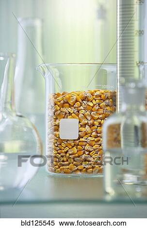 Corn kernels in beaker View Large Photo Image Stock Photography - Corn kernels in beaker. Fotosearch