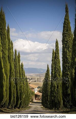 Cypress trees growing along rural road View Large Photo Image Stock Photo - Cypress trees growing along rural road. Fotosearch