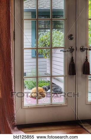 Dog and cat sleeping on patio View Large Photo Image Stock Photography - Dog and cat sleeping on patio. Fotosearch
