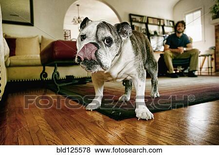 Stock Photo - Dog licking his lips in living room. Fotosearch