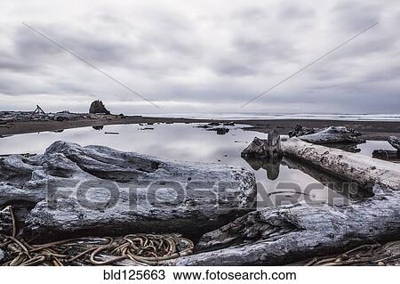 Driftwood and rocks on beach View Large Photo Image Stock Image - Driftwood and rocks on beach. Fotosearch