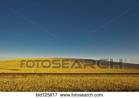 Stock Photo - Field of wheat under blue sky. Fotosearch