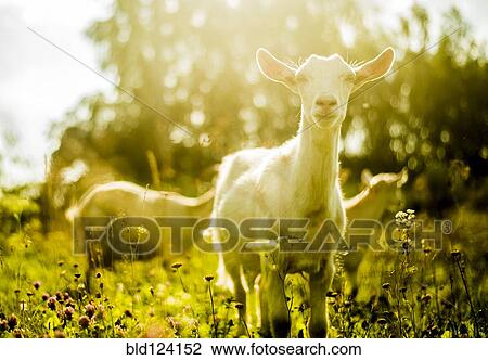 Goats grazing in rural field View Large Photo Image Stock Image - Goats grazing in rural field. Fotosearch