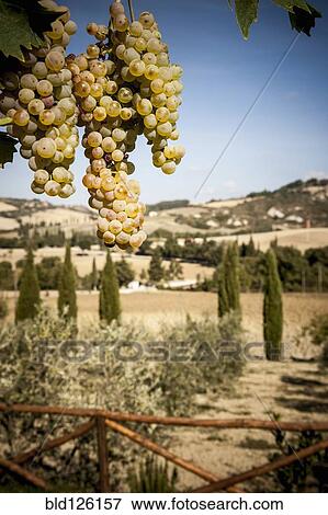 Stock Photo - Grapes growing in vineyard. Fotosearch