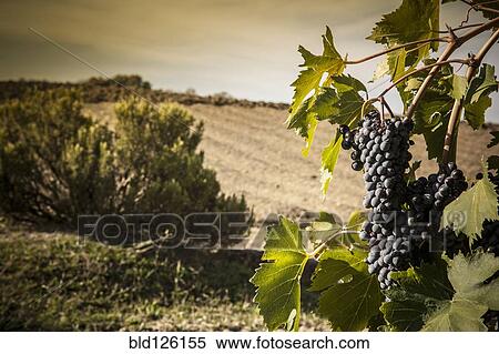 Grapes growing in vineyard View Large Photo Image Stock Photography - Grapes growing in vineyard. Fotosearch