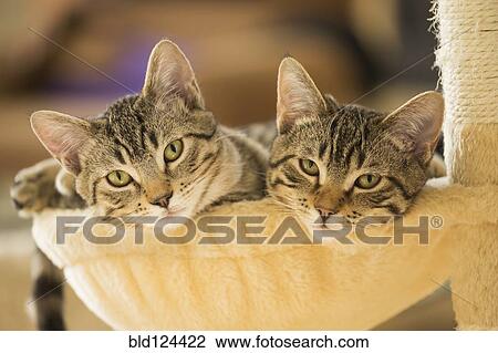 Stock Image - Kittens sitting in cat tree. Fotosearch