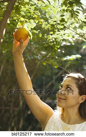 Mixed race woman picking peach from tree View Large Photo Image Stock Photo - Mixed race woman picking peach from tree. Fotosearch