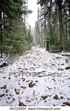 Picture - Snow covered path in rural forest. Fotosearch