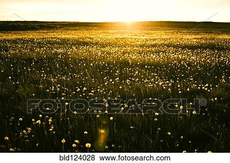 Sun rising over field of flowers View Large Photo Image Stock Photo - Sun rising over field of flowers. Fotosearch