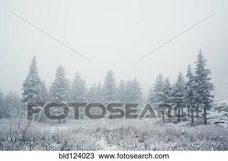 Trees in snowy landscape View Large Photo Image Stock Image - Trees in snowy landscape. Fotosearch