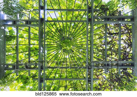 Stock Photography - View from underneath arbor. Fotosearch