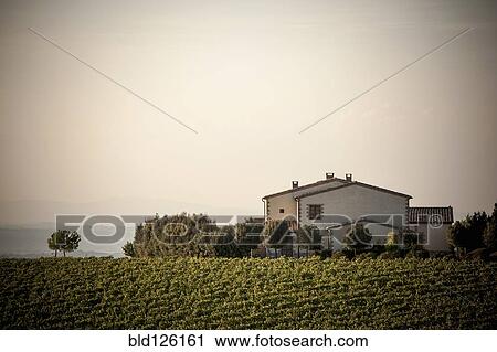 Stock Image - Vineyard and house in rural landscape. Fotosearch