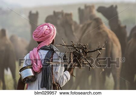 Camel herder carrying firewood, Pushkar, Rajasthan, India View Large Photo Image Stock Photo - Camel herder carrying firewood, Pushkar, Rajasthan, India. Fotosearch