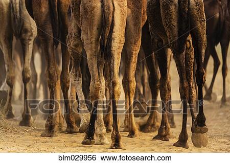 Stock Photograph - Close up of the legs of a herd of camels. Fotosearch