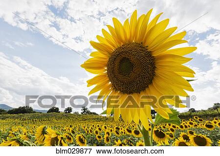 Stock Photo - Close up of yellow sunflower in rural field. Fotosearch