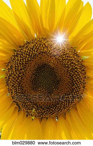 Stock Image - Close up of yellow sunflower. Fotosearch