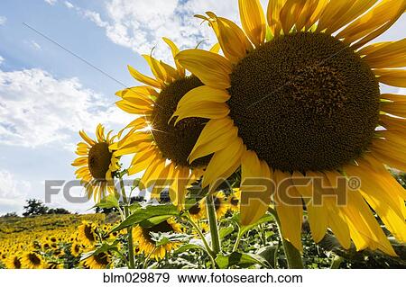 Close up of yellow sunflowers in rural field View Large Photo Image Stock Photo - Close up of yellow sunflowers in rural field. Fotosearch
