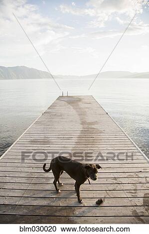 Stock Image - Dog standing on wooden dock in rural lake. Fotosearch