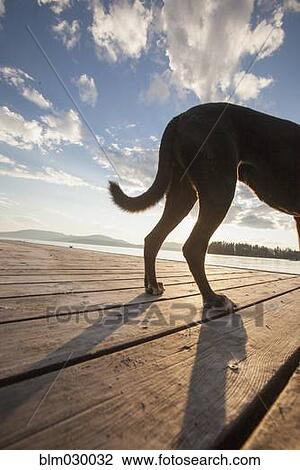 Stock Image - Dog standing on wooden dock. Fotosearch