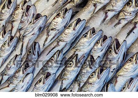 Stock Photo - Fresh fish on display at market, Palermo, Sicily, Italy. Fotosearch