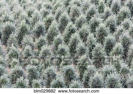 Full frame of olive tress View Large Photo Image Stock Image - Full frame of olive tress. Fotosearch