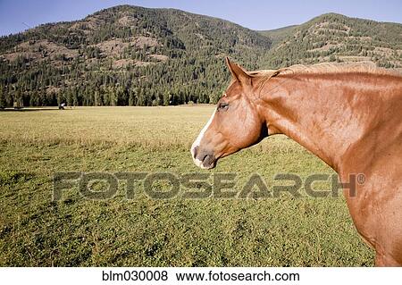 Stock Photo - Horse walking in rural landscape. Fotosearch