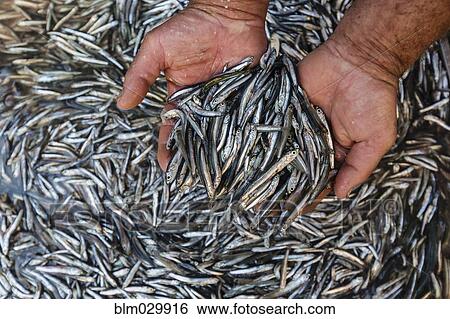 Stock Photograph - Man cupping fresh sardines at market, Catania, Sicily, Italy. Fotosearch