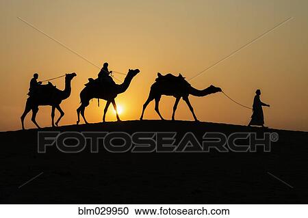 Stock Image - Silhouette of camels and drivers in Thar Desert, Jaisalmer, Rajasthan, India. Fotosearch
