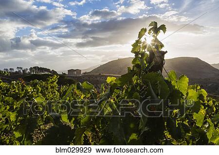 Sun shining over vineyards and Temple of Hera at dawn, Selinunte, Sicily, Italy View Large Photo Image Stock Photo - Sun shining over vineyards and Temple of Hera at dawn, Selinunte, Sicily, Italy. Fotosearch