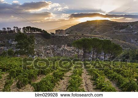Vineyards and Temple of Hera at sunrise, Selinunte, Sicily, Italy View Large Photo Image Stock Photo - Vineyards and Temple of Hera at sunrise, Selinunte, Sicily, Italy. Fotosearch