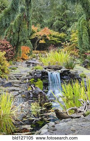 Autumn leaves on bushes around waterfall feature in landscaped garden View Large Photo Image Stock Photography - Autumn leaves on bushes around waterfall feature in landscaped garden. Fotosearch