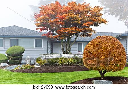 Autumn leaves on trees in front of house View Large Photo Image Stock Photo - Autumn leaves on trees in front of house. Fotosearch