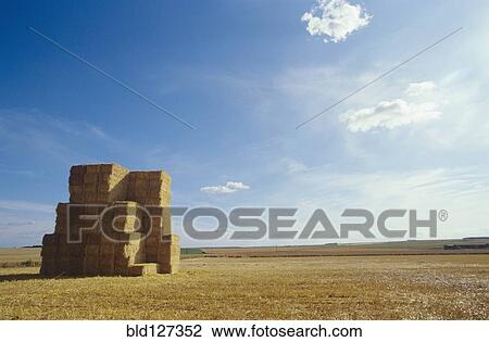 Bales of Hay in Field View Large Photo Image Stock Image - Bales of Hay in Field. Fotosearch