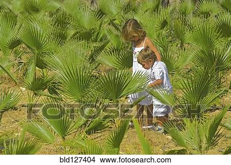 Children (3-6) on palm plantation View Large Photo Image Picture - Children (3-6) on palm plantation. Fotosearch