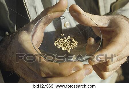 Close-Up of a Man Holding a Dish of Small Gold Nuggets Australia View Large Photo Image Stock Image - Close-Up of a Man Holding a Dish of Small Gold Nuggets Australia. Fotosearch