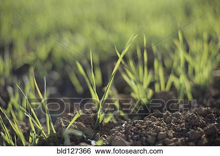 Close Up on Soil and Grass View Large Photo Image Stock Photograph - Close Up on Soil and Grass. Fotosearch
