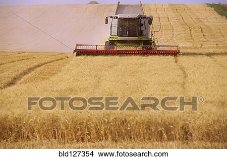 Combine harvester harvesting wheat in field View Large Photo Image Picture - Combine harvester harvesting wheat in field. Fotosearch