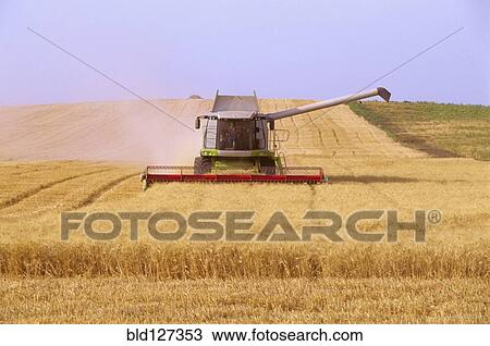 Combine harvester harvesting wheat in field View Large Photo Image Stock Image - Combine harvester harvesting wheat in field. Fotosearch