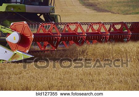 Stock Photography - Combine harvester harvesting wheat close-up. Fotosearch
