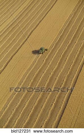 Combine harvester in wheat field aerial view View Large Photo Image Stock Image - Combine harvester in wheat field aerial view. Fotosearch