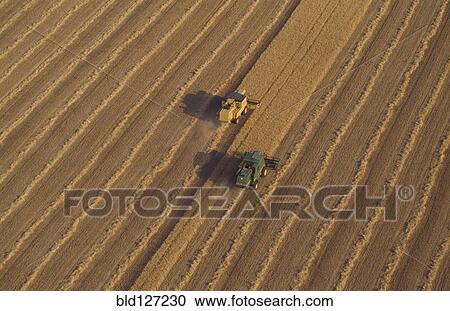 Combine harvesters in wheat field aerial view View Large Photo Image Stock Image - Combine harvesters in wheat field aerial view. Fotosearch