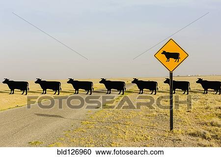 Stock Image - Cows crossing road behind cow crossing sign. Fotosearch