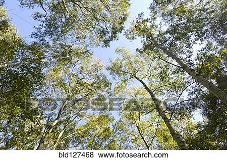 Stock Photo - crown of stand of birch trees. Fotosearch