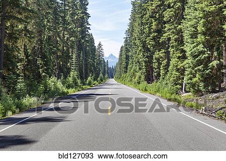 Stock Image - Evergreen trees lining open road. Fotosearch