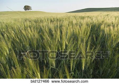 Stock Photograph - Field of barley tree on horizon Spain. Fotosearch