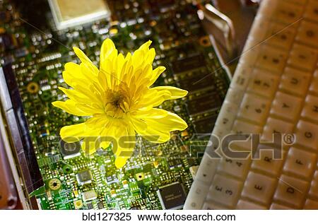 Stock Photography - Flower growing from computer circuit board. Fotosearch