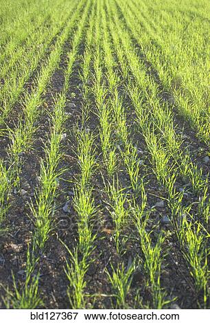 Grass Seedlings Growing in a Field View Large Photo Image Stock Photo - Grass Seedlings Growing in a Field. Fotosearch