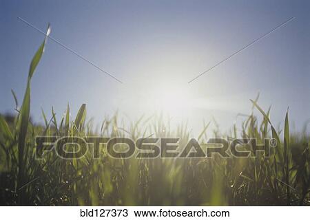 Stock Image - Grass. Fotosearch