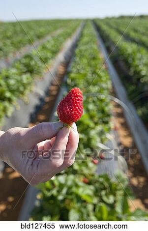 hand of woman holding ripe strawberry View Large Photo Image Stock Photography - hand of woman holding ripe strawberry. Fotosearch